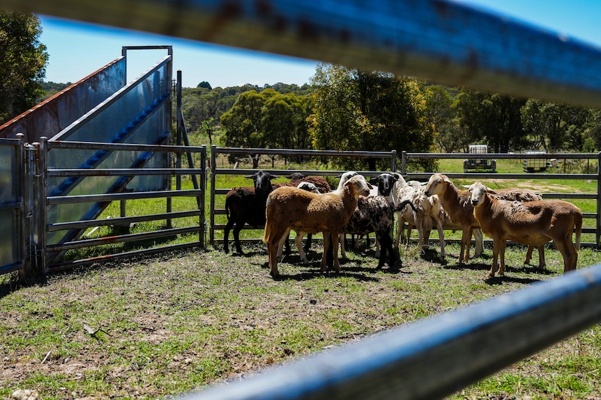 Sheep in a sheep pen.