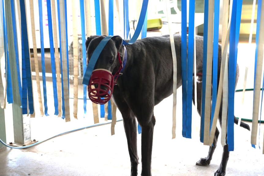 A dark greyhound wearing a muzzle and a collar stands under blue and white plastic door strip curtains.