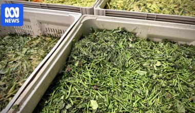 Vegetable scraps to be turned into bioenergy by Scenic Rim farm as part of $291 million project