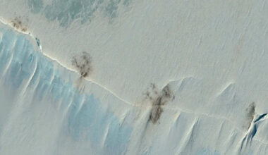 Brown specks on satellite image spark warning of 'catastrophic consequences' for beloved species