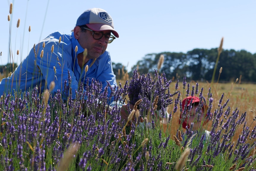 Man leaning over lavender, cutting it into bunches.