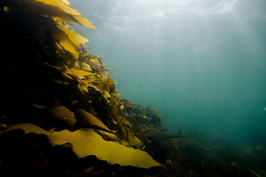 Seaweed underwater