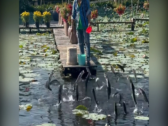 'Dàn nghệ sĩ' cá lóc biểu diễn độc lạ giữa vườn hoa Sa Đéc
