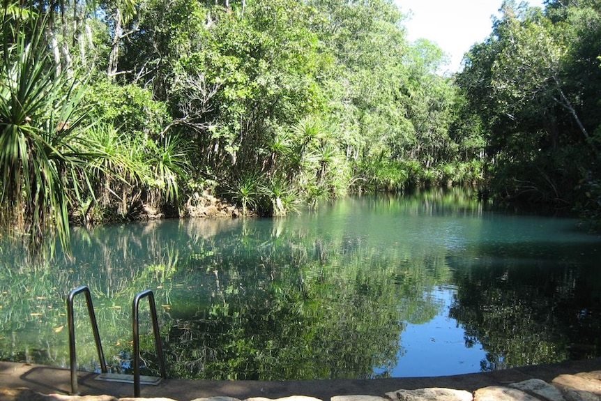 A ladder down into a spring pool surrounded by trees and bushes.