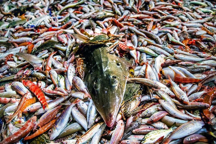 An interesting looking fish surrounded by smaller fish on a boat.