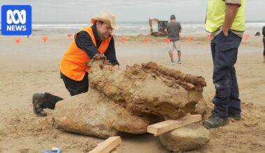 Palaeontologists hope ancient whale fossil found on Victorian coast will be a window to evolution