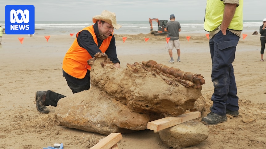 Palaeontologists hope ancient whale fossil found on Victorian coast will be a window to evolution