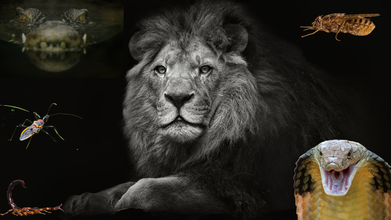 deadliest animals worldwide to humans