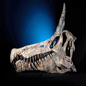 Skull cast of the new scimitar-crested spinosaurid "Spinosaurus mirabilis," nicknamed the "Hell-heron." Photo by Keith Ladzinski