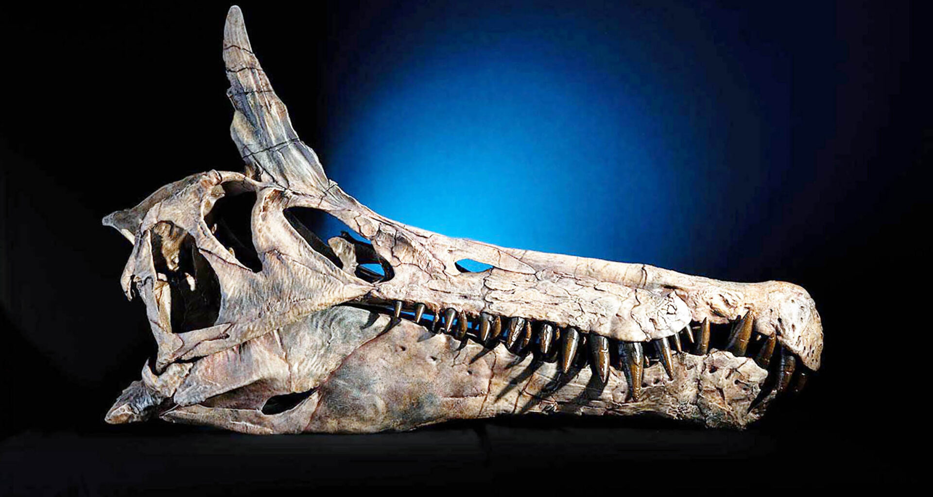 First new dinosaur species in 100 years nicknamed 'Hell-heron'