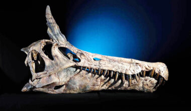 First new dinosaur species in 100 years nicknamed 'Hell-heron'