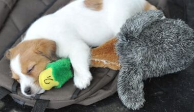 Why some dog owners share music with their 4-legged friends