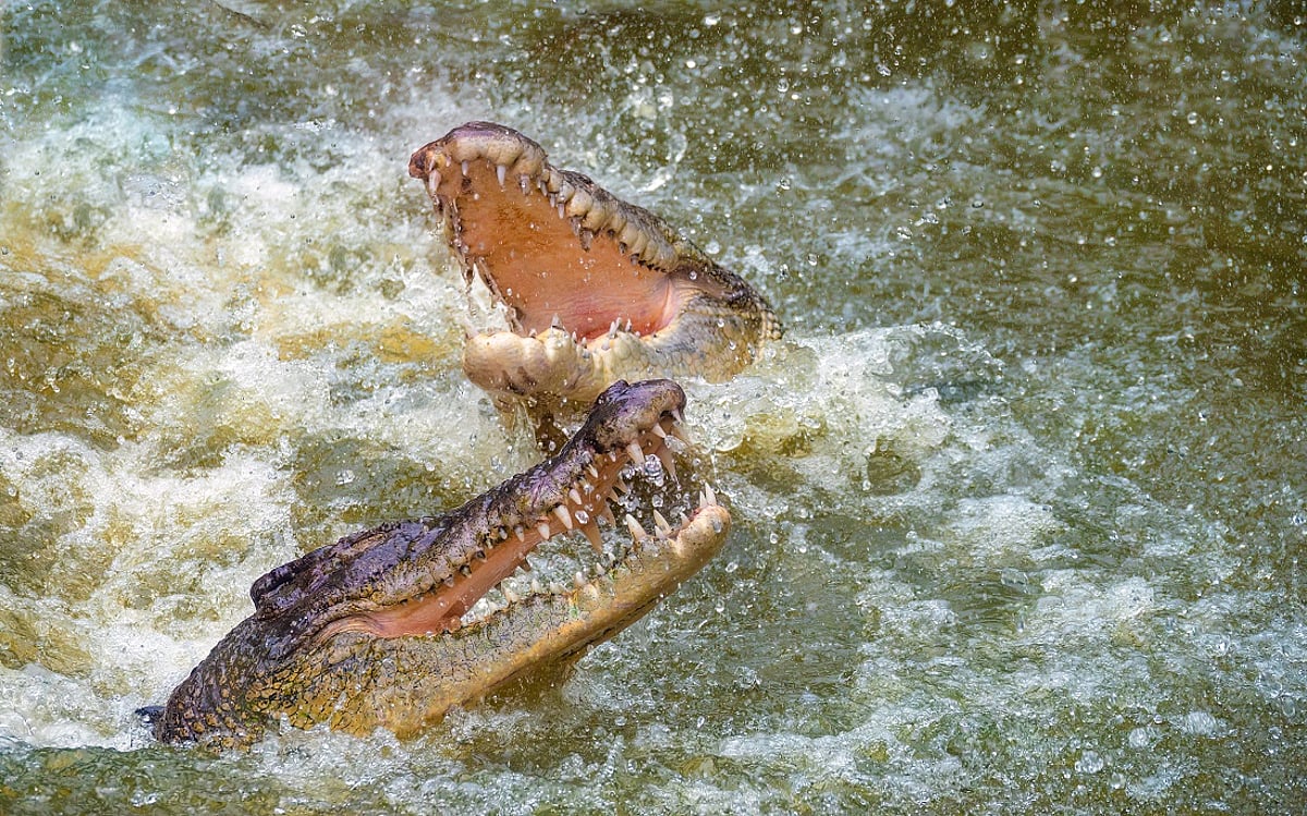 Saltwater Crocodile's Historic Range: From Seychelles to Vanuatu