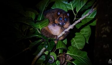 How one Indonesian village turned from hunters into guardians of a rare blue-eyed marsupial