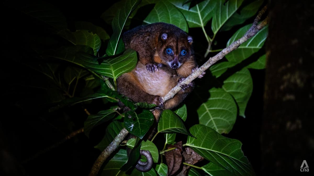 How one Indonesian village turned from hunters into guardians of a rare blue-eyed marsupial