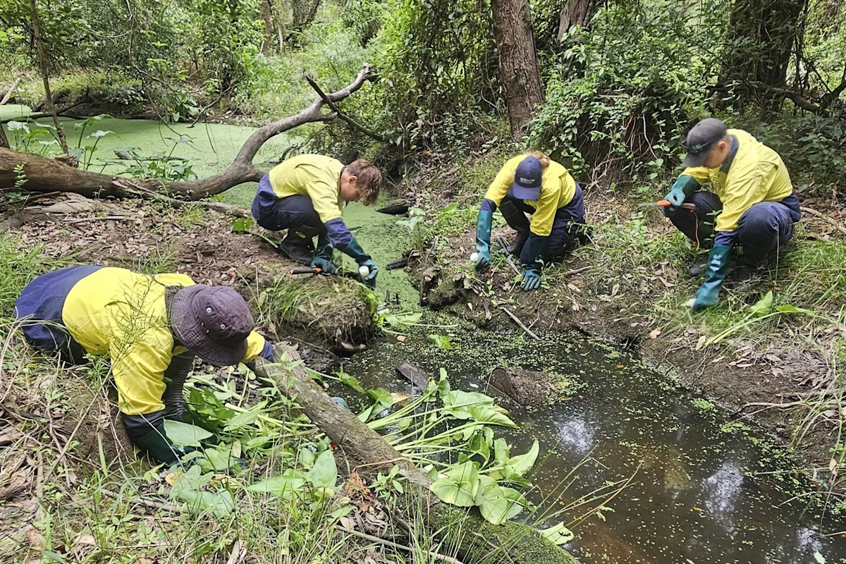 Destructive invasive pest 'in disguise' seized by Aussie crew: 'Real menace'