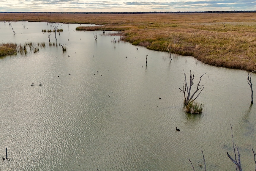 An aerial view of a wetland.