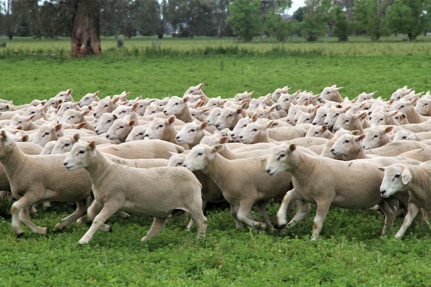 A flock of sheep running in a green paddock