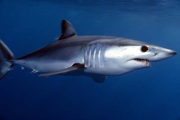 A grey and white shark with sharp teeth swimming in the ocean.