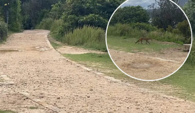Predator spotted at popular beach in broad daylight exposes Aussie crisis: 'Extremely adaptable'