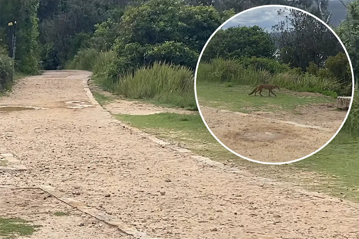 Predator spotted at popular beach in broad daylight exposes Aussie crisis: 'Extremely adaptable'