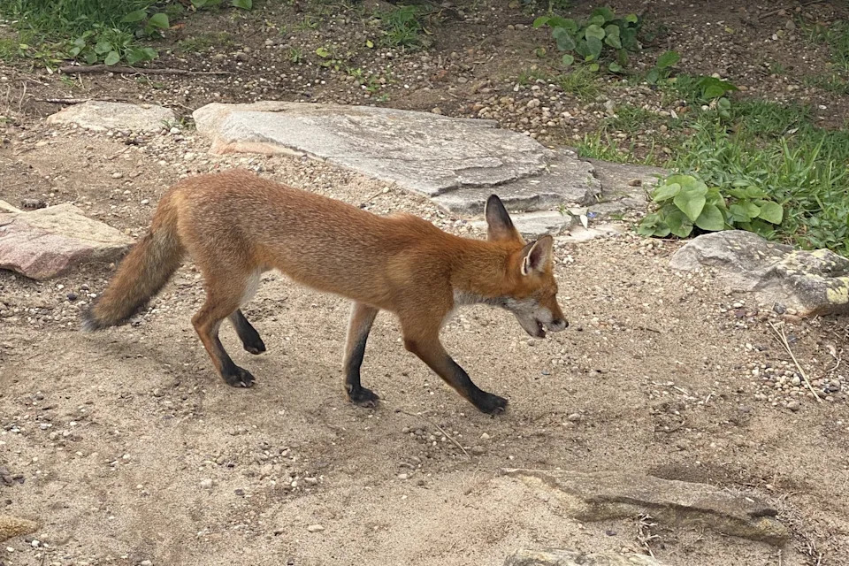 A fox spotted at Avalon in Sydney. 