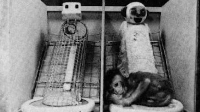 Harry Harlow’s famous experiment showing baby monkeys preferred soft comfort over wire mothers that provided food.