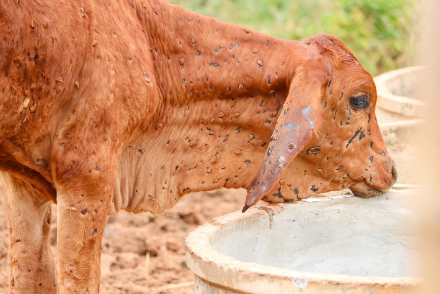 a calf with lesions caused by lumpy skin disease on its body.