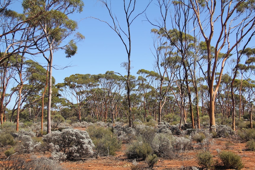 A picture of trees and shrubs in the western woodland with a dead salmon gum in the middle.