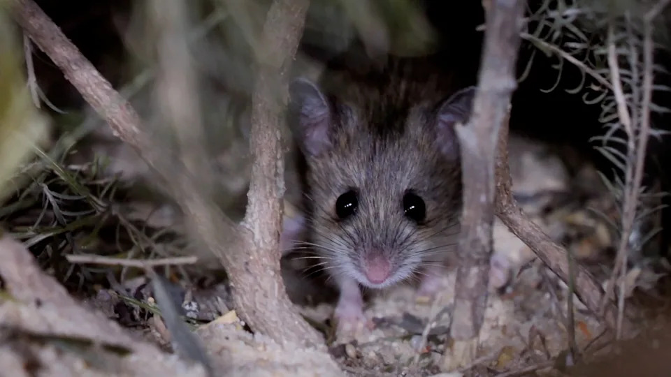 Close up of a pookila in natural habitat.