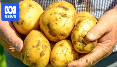 Major potato company Zerella plans NT expansion with proposed Katherine seed farm