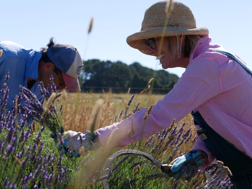 Two people and picking lavender