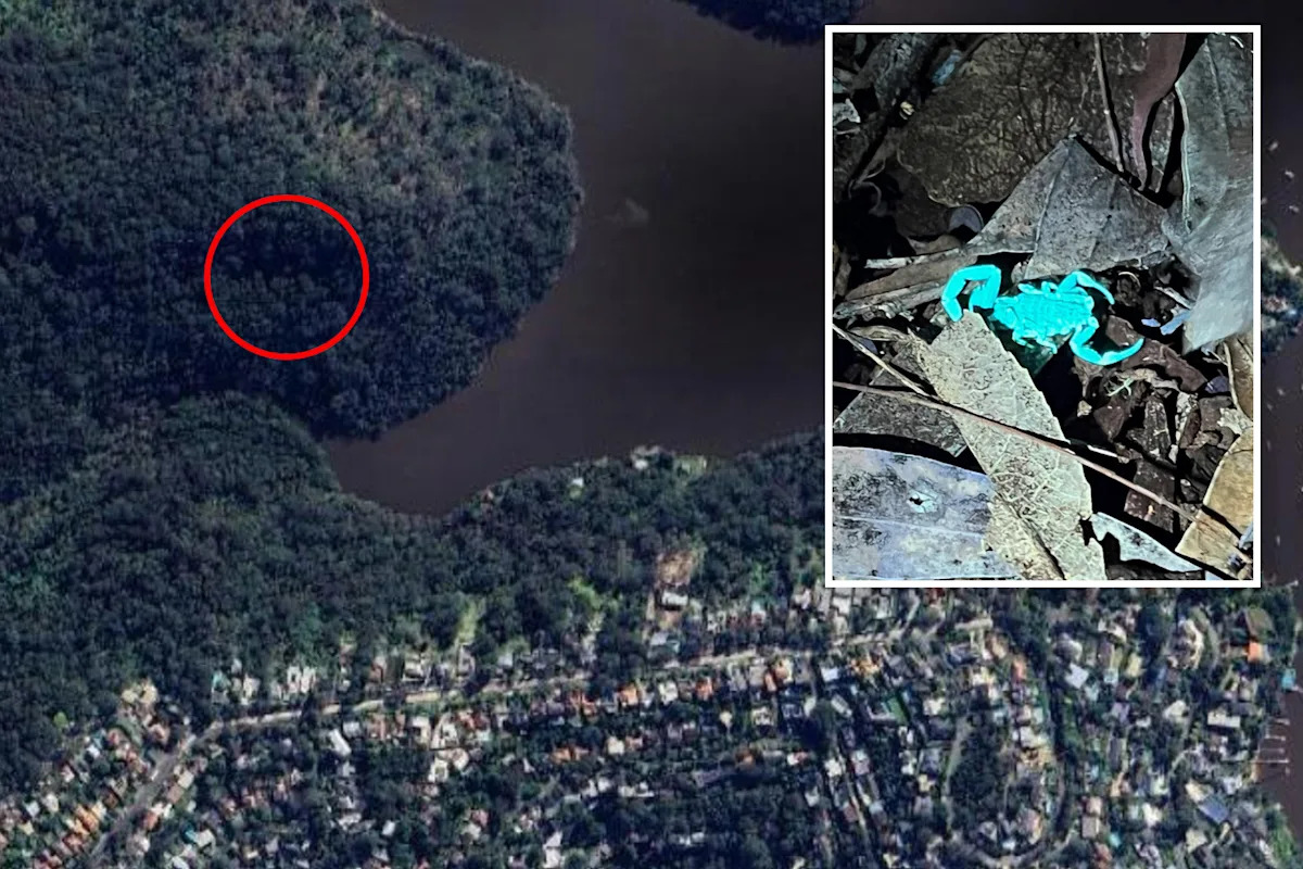 Council worker's incredibly 'exciting' discovery during nighttime bushwalk with son