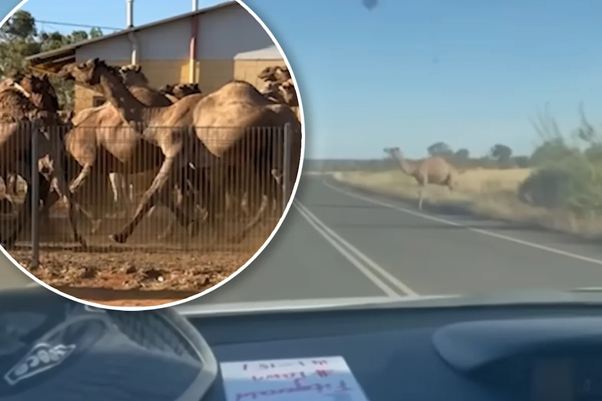 Destructive feral pest 'weighing hundreds of kilos' targeted after Aussies forced to hide in homes