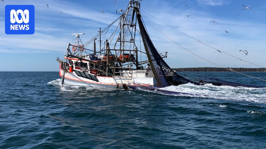 Mandatory rollout of electronic camera monitoring coming for trawlers in Great Barrier Reef Marine Park