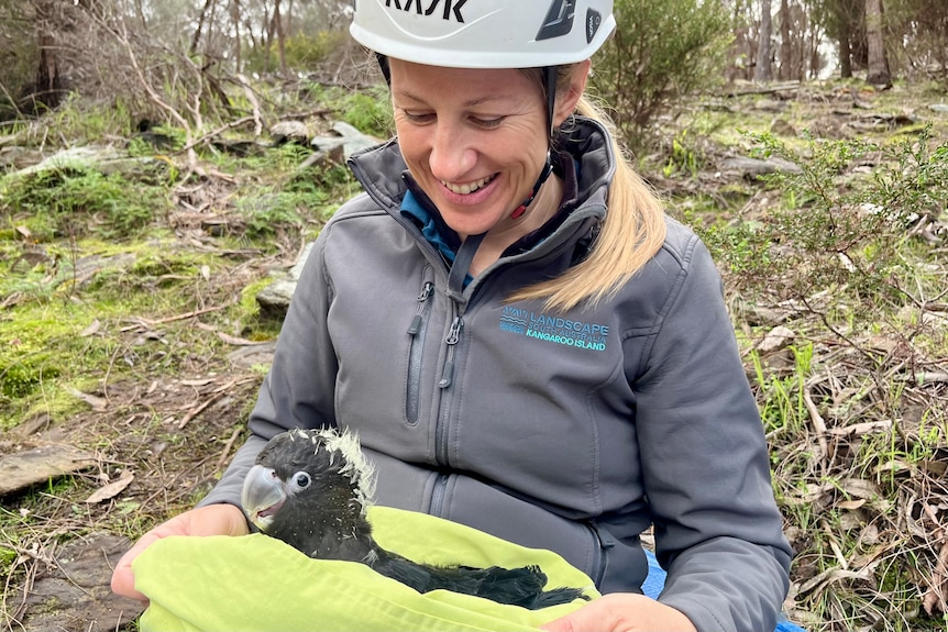 A woman sits with a young black cockatoo on her lap with curling fluffy yellow down among its feathers.