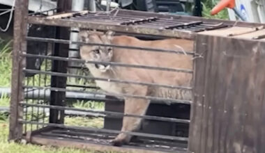 California Family Surprised to Find Mountain Lion Sitting in Backyard Trap Meant for Coyotes