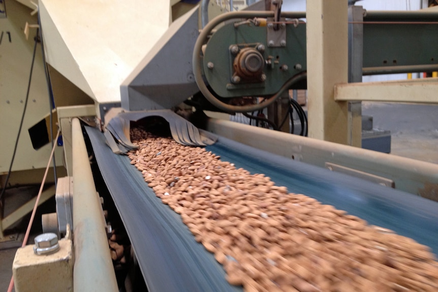 Almonds on a conveyor belt.
