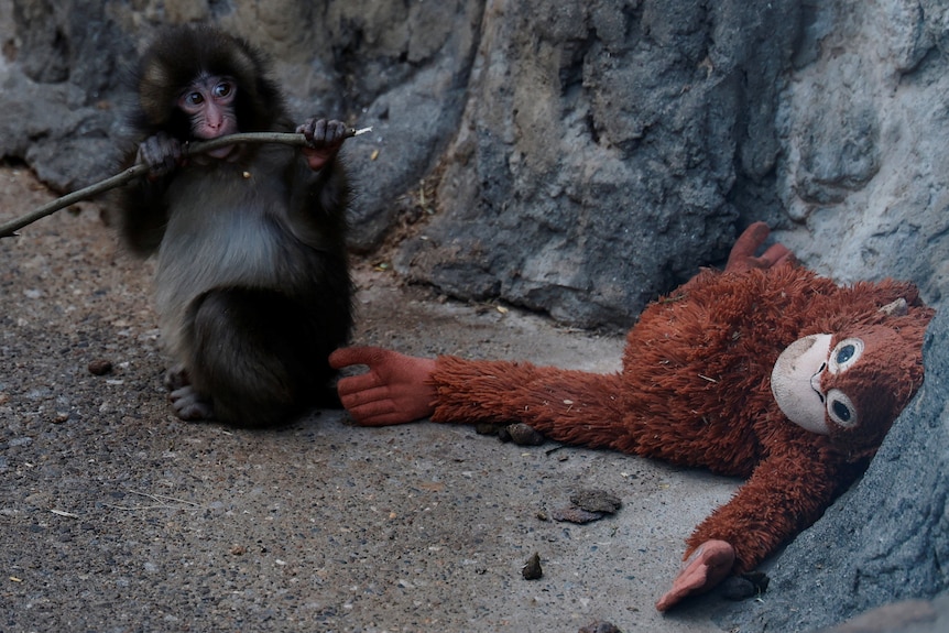 A baby macaque monkey chews a stick while looking at a stuffed orangutang toy