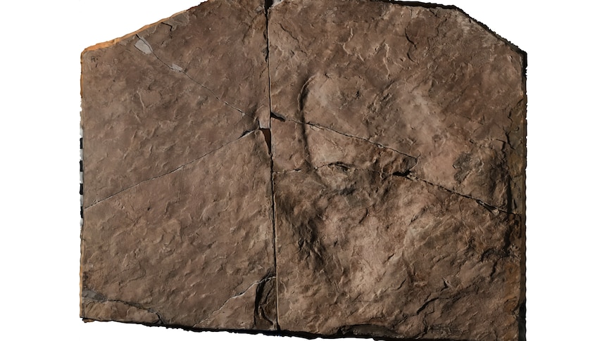 University of Queensland Palaeontologist Anthony Romilio created a 3D map of the fossil. 