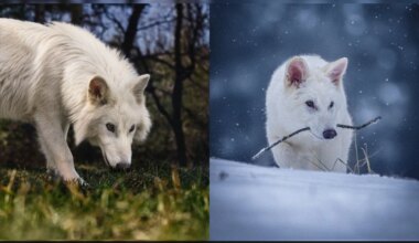 Dire Wolves Brought Back From Extinction Hunting As A Pack: Report