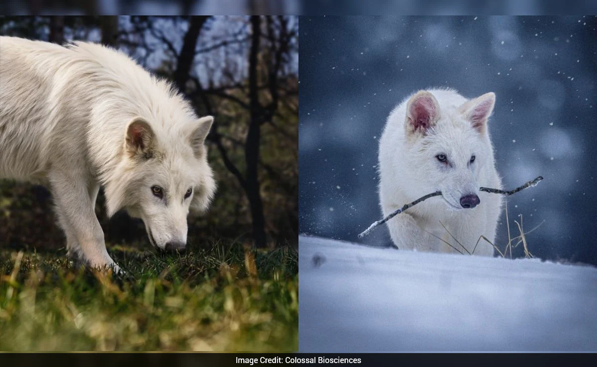 Dire Wolves Brought Back From Extinction Hunting As A Pack: Report