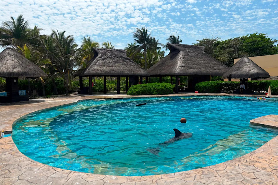 Two dolphins swimming in the same pool at the Mexican hotel.