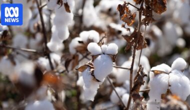 Kimberley cotton hits record high in first season with new processing gin in Kununurra