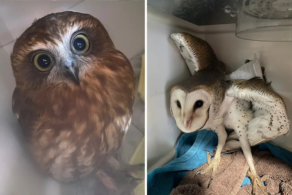 Left: A boobook in care. Right: A contorted barn owl in care.