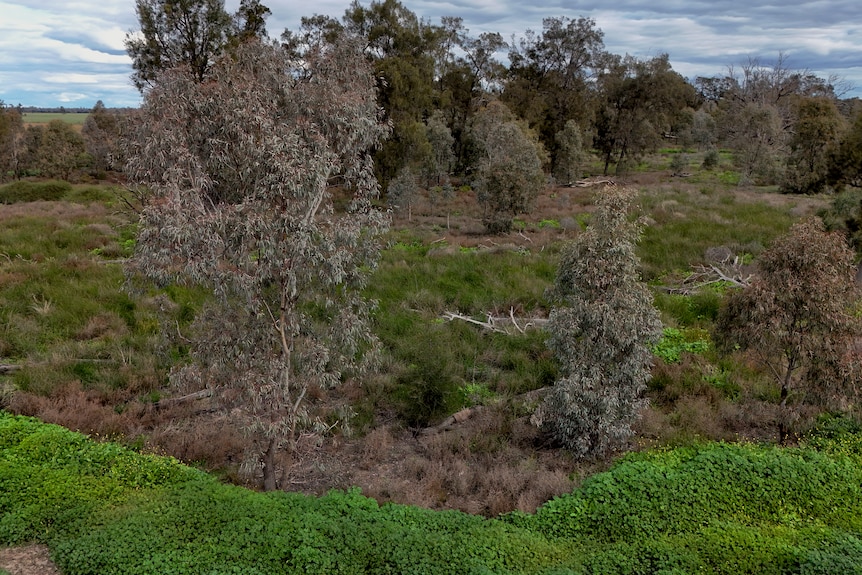 A landscape shot of trees.