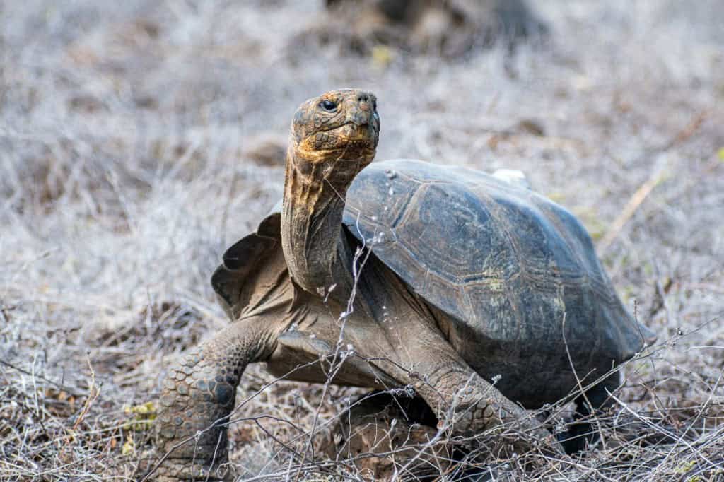 Giant Tortoises Reintroduced to a Galapagos Island : The Tico Times | Costa Rica News | Travel