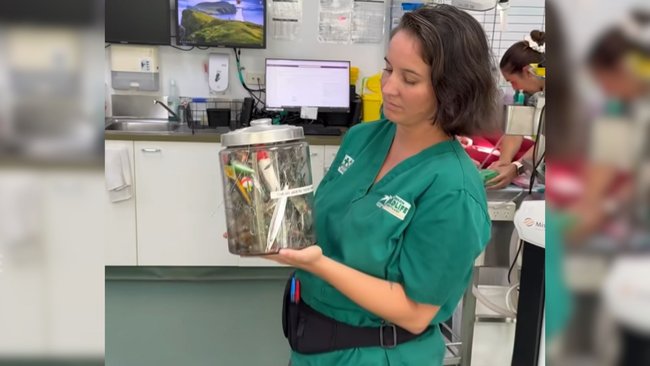 Currumbin wildlife Hospital vet Andrew Hill said the jar was used as an educational tool.