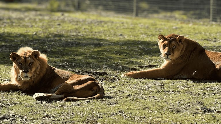 Elderly lions Meeka, left, and Mambila. (Source: Orana Wildlife Park)