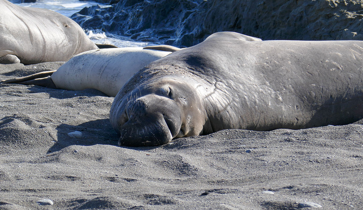 California Elephant Seals Face Threat From Bird Flu Linked to Mass Die-Offs